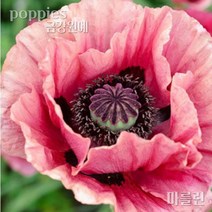 양귀비 꽃 숙근 입고 금강원예, 마를린