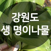 [예약주문] 2023 강원도 평창산 생 명이나물 (산마늘) 1kg, 1개