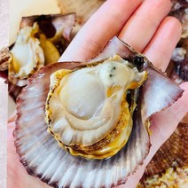 제철 자연산바다장어 문어 전복 수산해산물, 1팩, 제철 비단가리비1kg