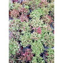 꽃나무팜 (5개한세트) 라디칸스 다육이 초보 국민다육 키우기쉬운식물 꽃피는식물 선별배송