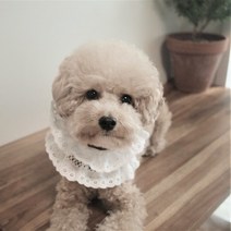 케이프 스카프 귀도리 목도리 넥워머 대형견 아가아가면레이스 케이프, L