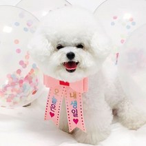 핑크캔디 강아지 고양이 리본화환 생일파티 강아지화환, 리본화환(컬러밴드)_주황(오로라)