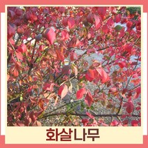 화살나무 묘목 키1.2m 3개