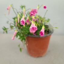 스텔라타 핑크 사랑초 60