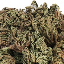 동의한재 자연산 국산 햇 권백 바위손 부처손 500g, 1개