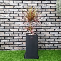 흰내 실내공기정화식물 드라세나 마지나타 레인보우 바이칼라 인테리어화분 중대형 서울 경기지역만 배송가능