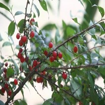 두바이_미니샵_이스라지 3년생 H0.6-0.8 (산앵두) 묘목 정원수 나무 조경용 가꾸기 꽃++mingpin*, #합리적선택++