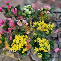 3개발송 카랑코에 홀꽃 소품 95