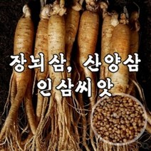뿌리원예 장뇌삼 산양삼 재배용 인삼씨앗 1kg개갑 A91