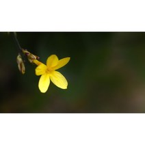 영춘화 x 10포트 생울타리 노지월동 정원수 조경수 상록수 봄 여름 꽃 나무 묘목 (DU), 1개
