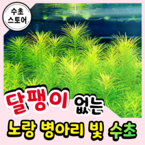 [수초스토어] 검역 옐로 오란다 3촉 / 구피 새우 어항 수초 쉬운 키우기 예쁜 은신처 중경 후경 초보 자연 풍성한 흑사 무이탄 치어 베타 열대어