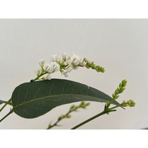 흰싸리나무 하덴베르기아 겨울꽃 키우기쉬운식물