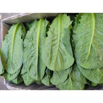 야채왕 통로메인 500g 1kg 2kg, 통로메인1kg