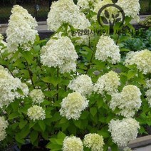 세종식물원 - 목수국 라임라이트 분달이묘