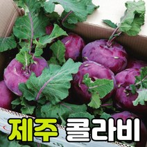 [예약판매] 제주 콜라비 아삭하고 당도높은 콜라비 당일수확 제주직송 5kg 10kg 15kg, 상세페이지 참조2, 10kg (12~18개 내외)