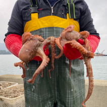 통영 자연산 돌문어 통문어 제수용 대왕문어 1kg 1.5kg 2kg, 통영 (생물) 돌문어 1.5kg, 1개