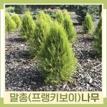 말총나무 묘목 프랭키보이 키1m 1개