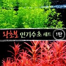 [미초 서비스증정] 키우기 쉬운 왕초보 수초 세트 [1탄] (펄그라스+로타라블러드레드) / 초보자 수초 / 수초 세트 / 구피 수초 / 치어 수초