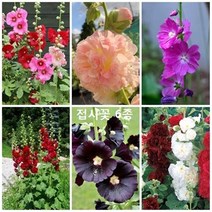 [모야모 꽃씨] 접시꽃 6종 묶음