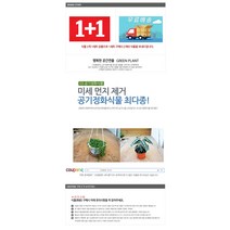 그린플랜트 공기정화식물 부자란 1+1