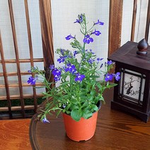 인테리어 식물 봄 꽃 로벨리아 화분 화초 포트 10호 4개세트