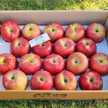 [올팜스] 당도선별 햇 부사 사과 대과 5kg 고당도 청송 안동 사과, 부사 사과/5kg/대과