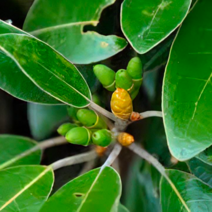 까마귀쪽 나무 묘목 (관절영양제 / 해안지방 가로수) 까만열매 하마비와 / 6치 포트묘 TT53