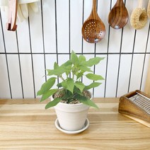 1+1 파인애플세이지 키친허브 화분 세트 바질 딜 베란다 텃밭 허브 키우기, H03.파인애플세이지, H39.세이지