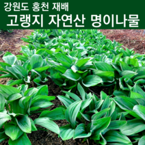 생명이나물 자연산 명이나물 줄기명이 잎명이 산마늘 잎 홍천 강원도 6시내고향 명이나물 2kg 봄철 산나물 산명이 4월 제철 나물 주문 1kg 1키로 2키로, 잎명이 3kg