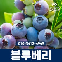 블루베리/듀크/삽목2년/포트묘/1등묘/블루베리나무/과일/나무/묘목/도시농부