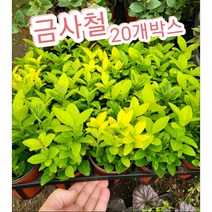 금사철-20개박스/밝고 화사한 색상의 잎이 봄이 온것만 같은 기분이 들게 하네요~