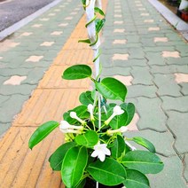 자스민 넝쿨 덩쿨 향기 흰꽃 마다가스카르 쟈스민 화분 포트 1개