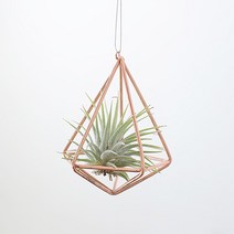 꼬띠 틸란드시아 이오난사 골드&블랙 오너먼트, 오각(골드)