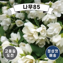 (나무85) 고광나무 겹고광(스노우벨) 2리터 화분, 1개