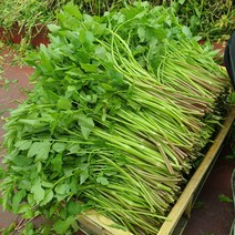 산지직송 무농약 유기농 세척 미나리, 500g, 1개