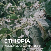 [생두] 에티오피아 예가체프 게뎁 G1 내추럴 1kg, 1개