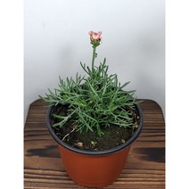 [나랑너랑꽃]로단테멈 - 가야눔 (춘절국화), 1개