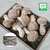 삼시세끼연구소 프리미엄 송화 버섯 송고버섯 송화고 추석 명절 선물세트, 1호 500g, 1개