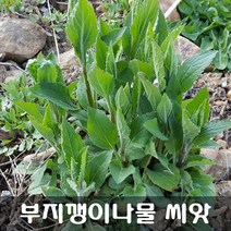 [해피플라워] 까실쑥부쟁이 부지깽이나물 씨앗 1g(약 1000립) / 봄 가을 파종 산채 종자