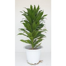 드라세나 콤펙타 외목대 55-65cm (농장에서 바로직송) - 공기정화 / 관상용 / 반려식물 - 꽃보러가자