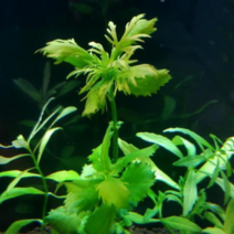 수초 워터 위스테리아 30촉