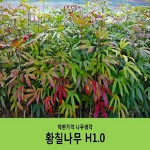 착한가격 나무생각 황칠나무H1.0
