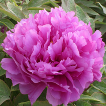 목단묘목 목단나무 3지 충증소 모란 겹꽃 개화주