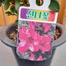 서양철쭉 아젤리아 선녀꽃