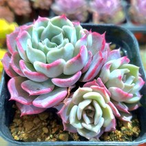 내맘에 힐링다육 한눈에 모아보기, 키스