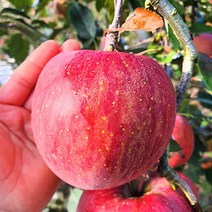 [재벌사과] 청송사과 얼음골 꿀 부사 유명한곳 선물세트 사과 3kg 5kg 10kg, 1박스, 10kg 정품 소과(42~46과)