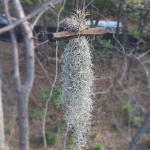 틸란드시아 괴목 집에서키우기쉬운식물, 상세페이지 참조