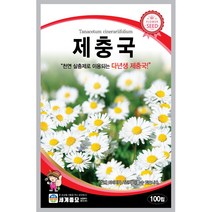 세계 제충국 씨앗 다년생 아스타 달마시안 살충제 국화과 봄 여름 가을 꽃씨 종자, 알릿섬