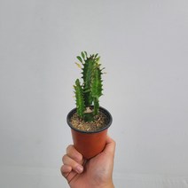 무배특가 플랜테리어 다육식물 청차각 소품 선이장 소품 15-25cm 25
