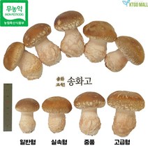 무농약 송화버섯 송고버섯 송화고버섯 송이표고 고기 향표고 버섯 송화고원 1kg, 실속형